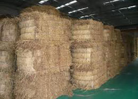 rice straw