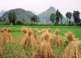 rice straw