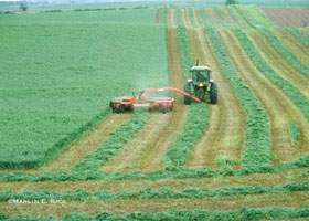 alfalfa cutting