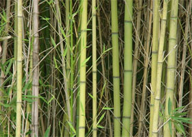 bamboo