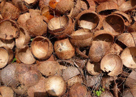 coconut shell