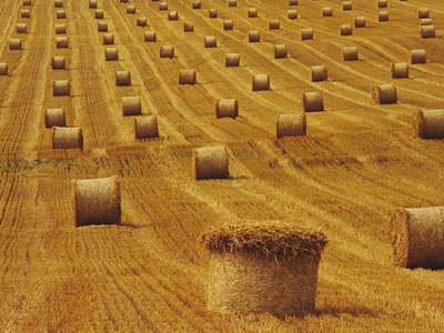 wheat straw